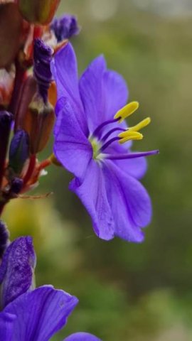 Aristea bakeri flower